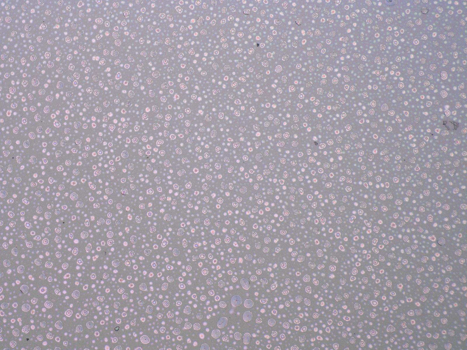 ZnO 300C 1hr Anneal SEM